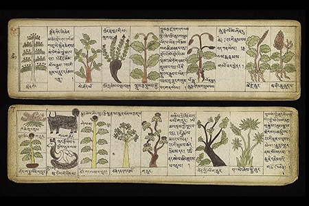 Illustrations of Tibetan materia medica
